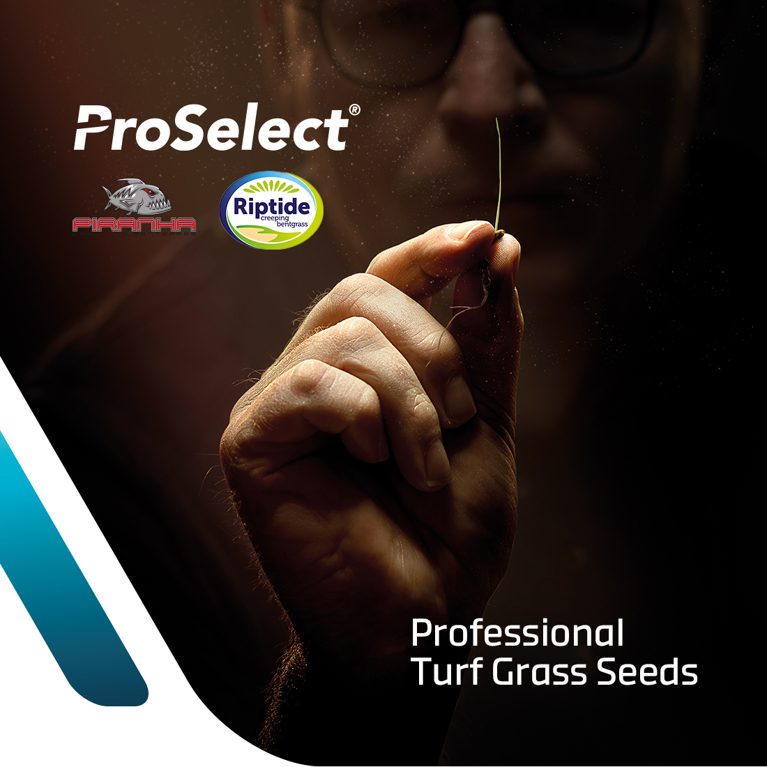 Choosing the ideal bentgrass for your turf? 

Disease resistance, adaptability, aesthetics and performance should all be considered. ICL's Riptide &amp; Piranha both offer unique features &amp; benefits.

Read our new article about choosing the correct creeping bentgrass cultivar for