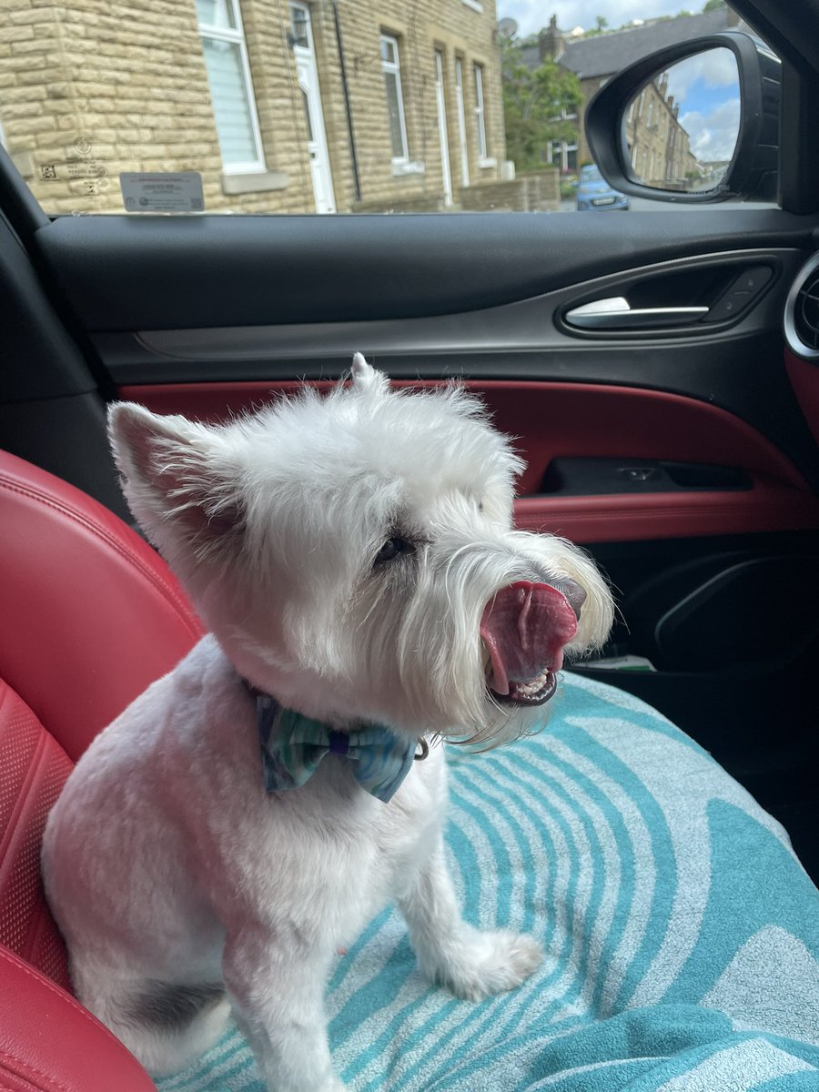 Bobby Watson RIP Busby Watson, Archie, Winston ❤️ tweet media