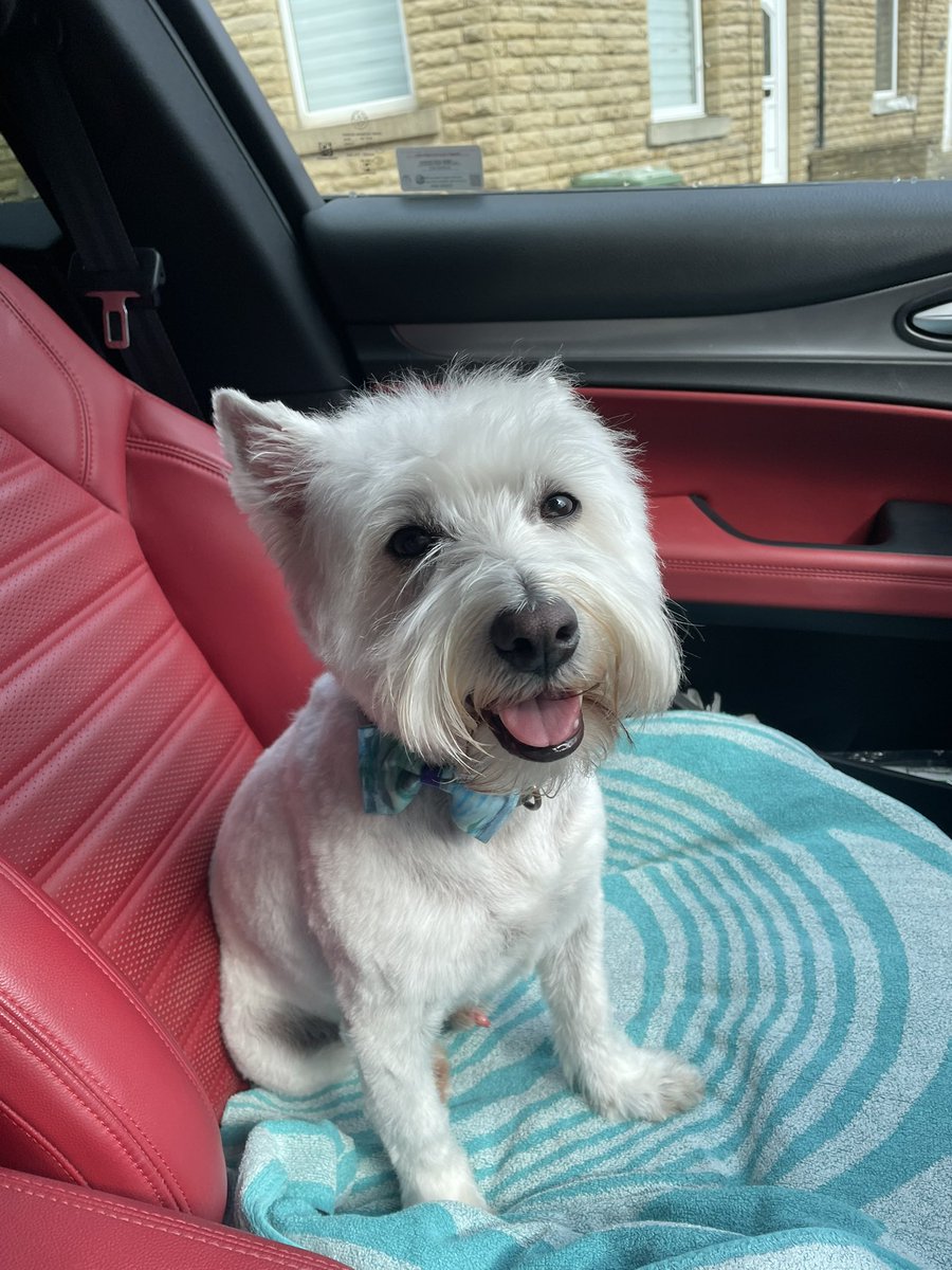 Bobby Watson RIP Busby Watson, Archie, Winston ❤️ tweet media