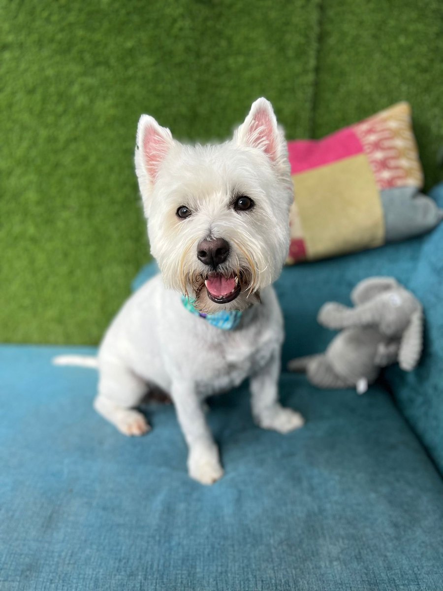 Bobby Watson RIP Busby Watson, Archie, Winston ❤️ tweet media