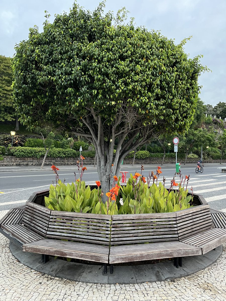 PracticeNotes2's tweet image. #Madeira morning walk 5.07.24