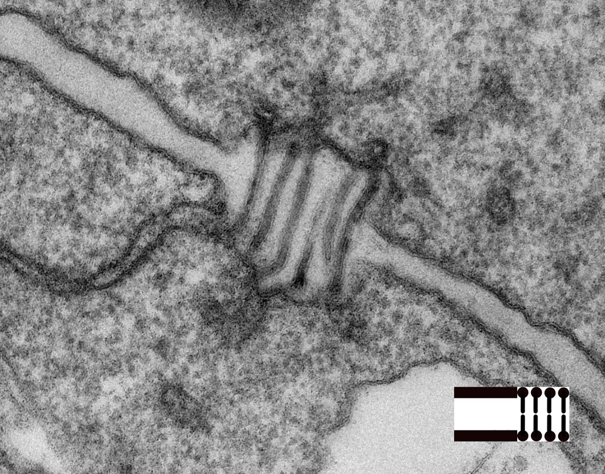 Eva Stoger's Lab tweet media