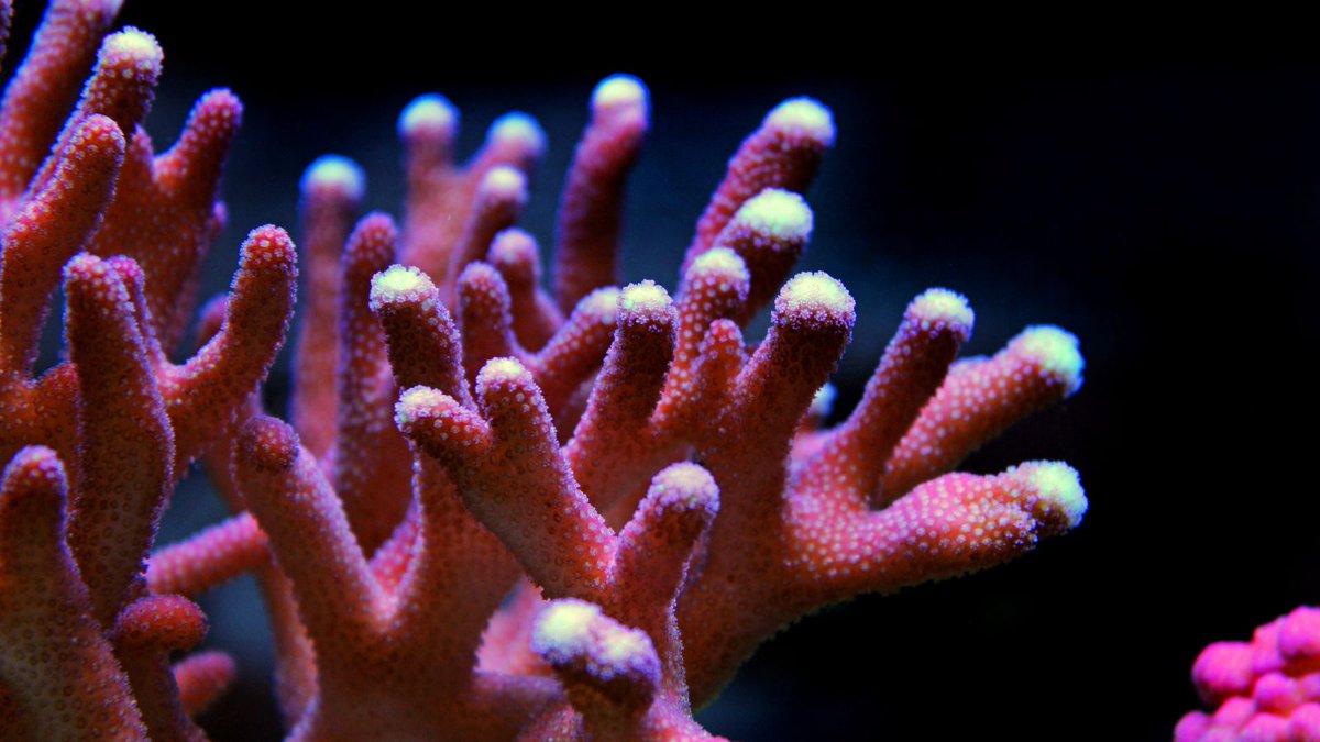 Les #coraux, artistes de l’océan 🪸
ils peignent le monde marin de mille couleurs et construisent des récifs complexes aux formes variées. Symbiose parfaite entre un animal et un végétal, ils témoignent de l’harmonie du vivant et du monde marin 🌊

#OceansWorthProtecting #récifs