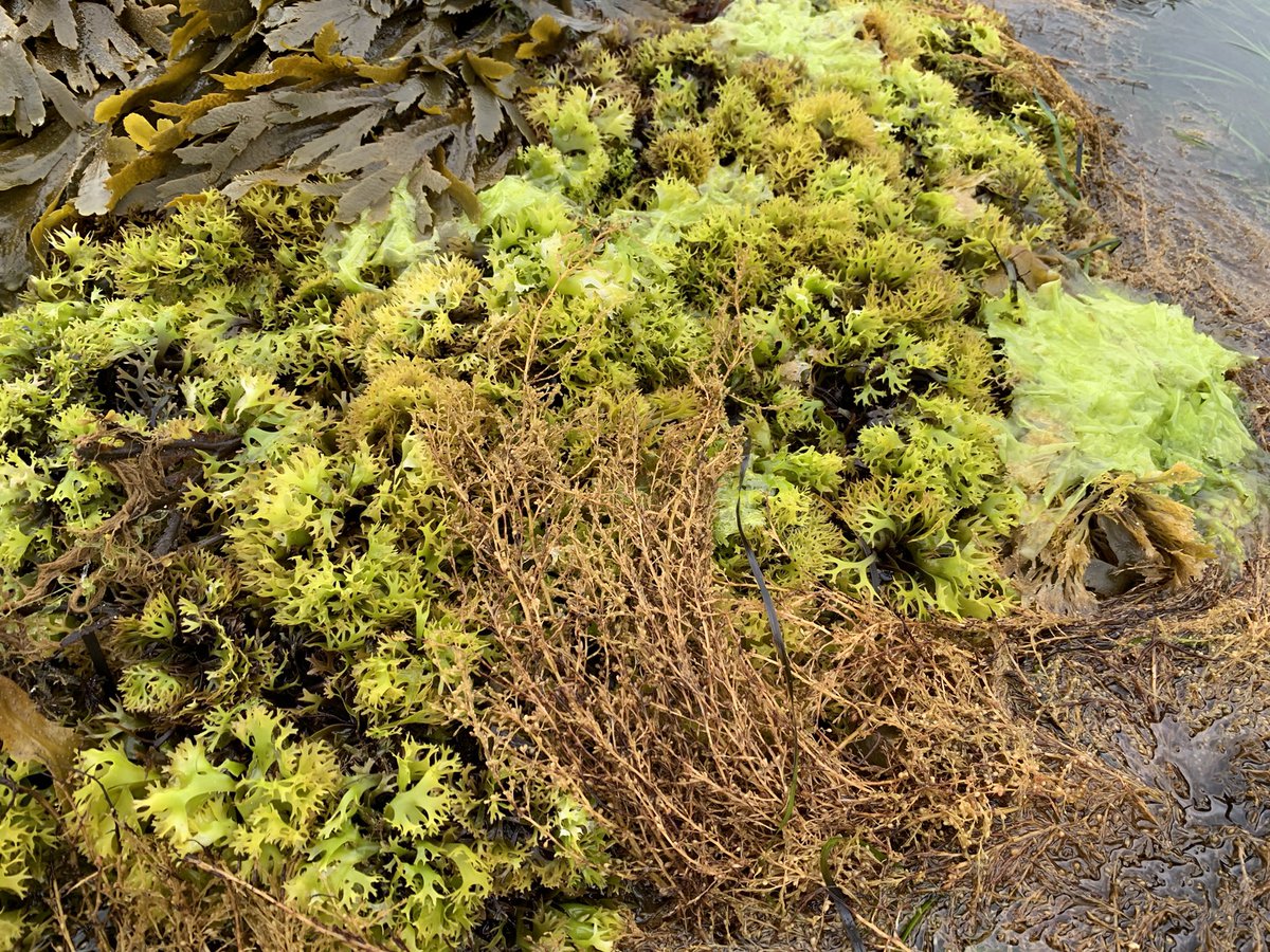 CsfHa's tweet photo. MCZ assessment Bembridge Isle of Wight 
Stalked jellyfish 😍
Seagrass beds😍
Too much Sargassum seaweed🥲😭
Too much bleached seaweed 🥲😭
Ocean warming is real
@solent_forum @EnvAgency @NaturalEngland https://t.co/07eB6cafqx