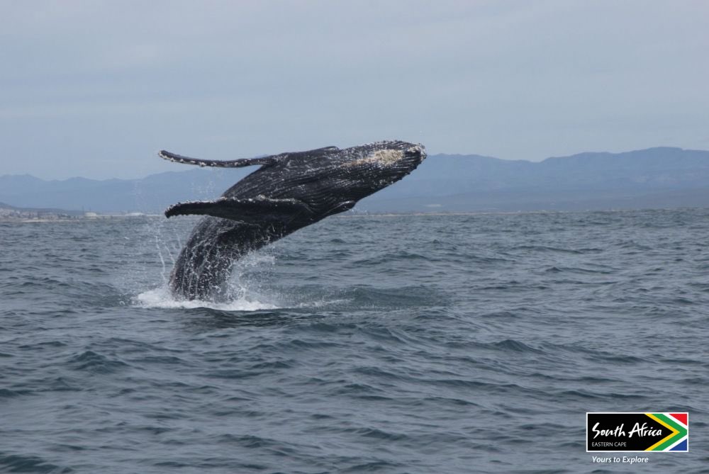 SAACI Official tweet media