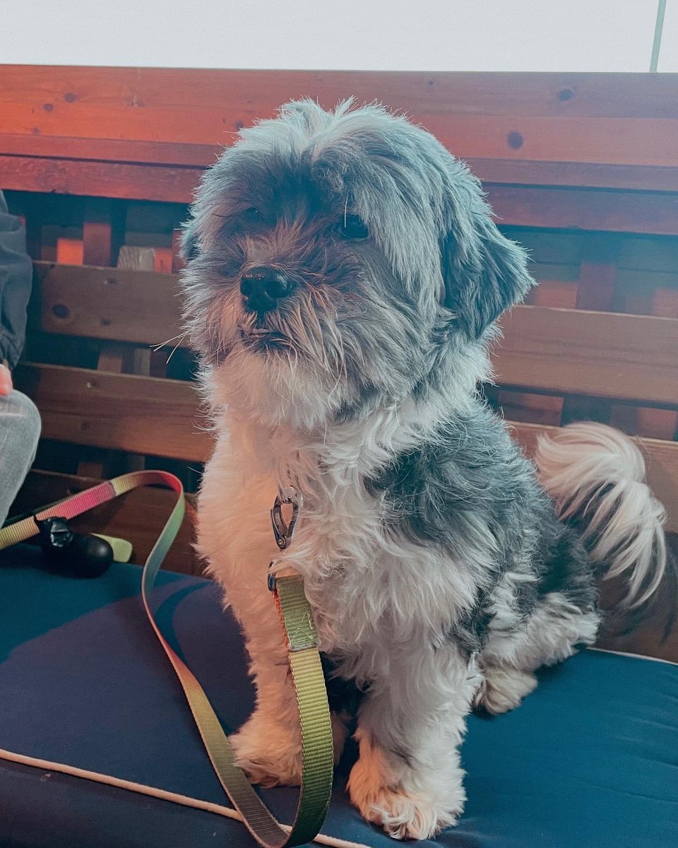 Meet our friend Bob! He’s a handsome lil guy who visits us from Plymouth to take pride of place on the patio table, often seen enjoying a tasty snack on his favourite pork scratchings! 🐾 • • • #doggylegend #pubdog #dogoftheweek #pupoftheweek #properpub #cornwall