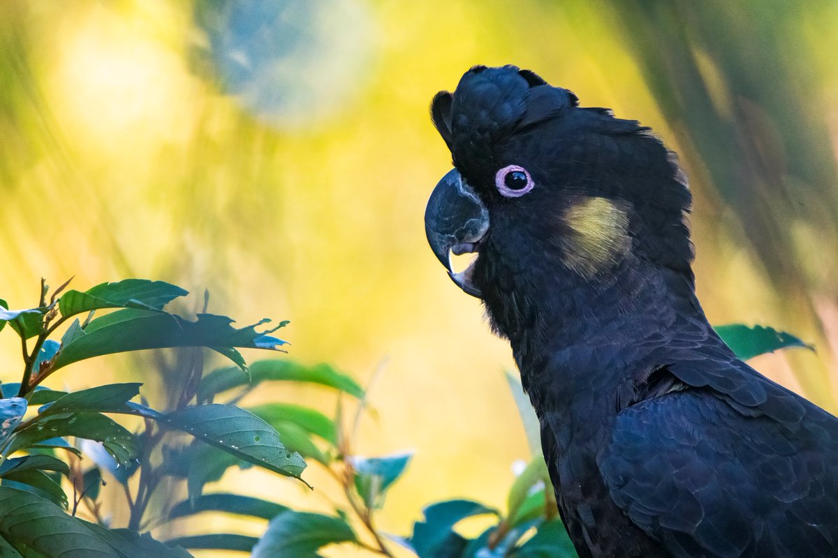 BirdLife Australia tweet media