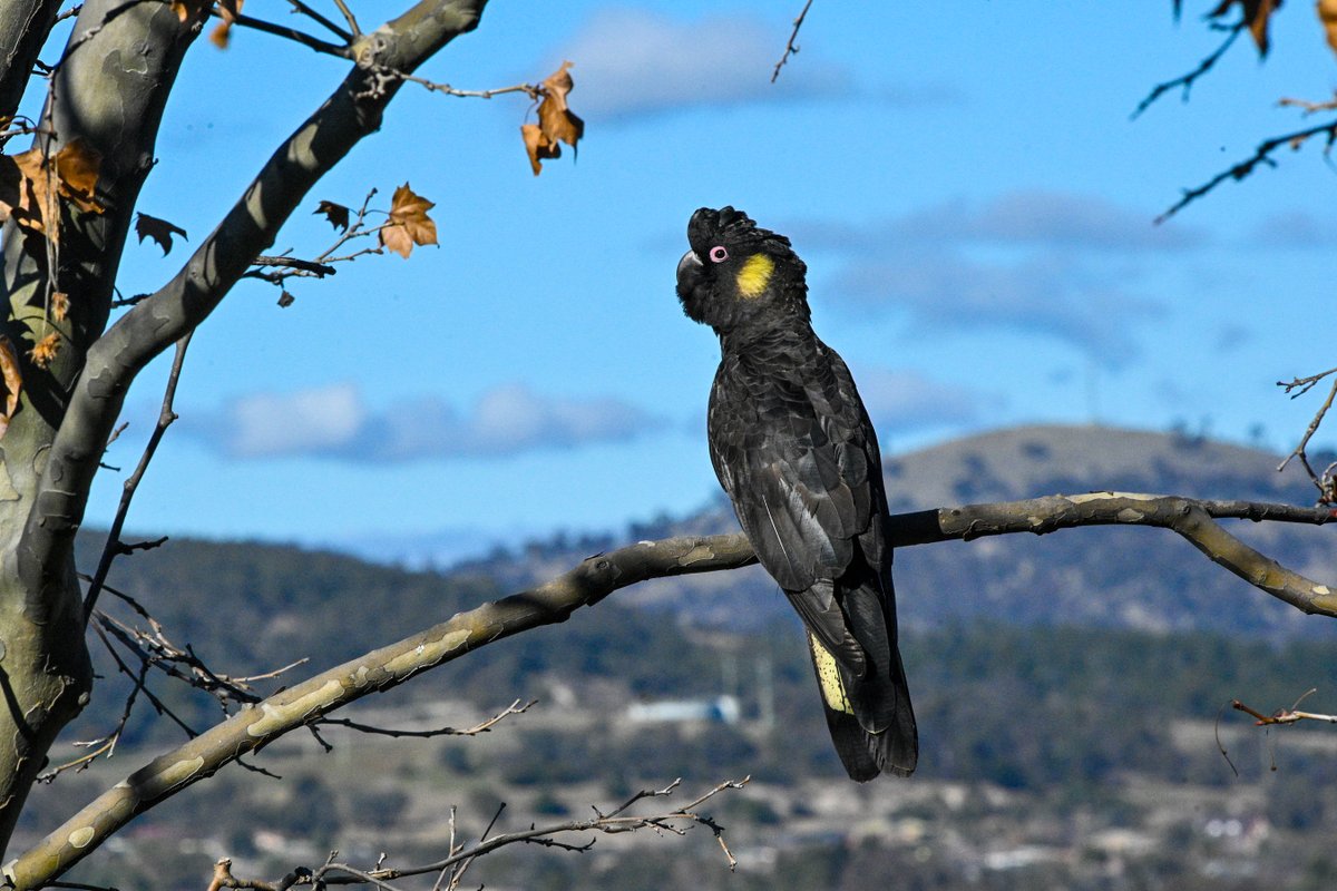 BirdLife Australia tweet media