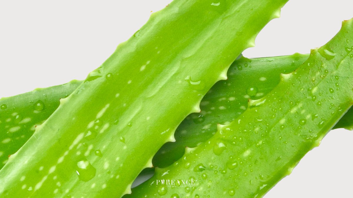 pureance's tweet photo. Aloe is skin's idol!

With its soothing and hydrating properties, aloe is a skincare superstar. It calms irritation, promotes healing, and restores the skin's natural balance. Embrace aloe for a healthy and radiant complexion!

#pureance #pureancebeauty #pureanceskincare https://t.co/IRDaOS3kgU