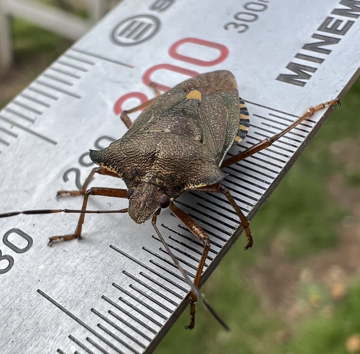 Found a little bug crawling on my neck. #Shieldbug