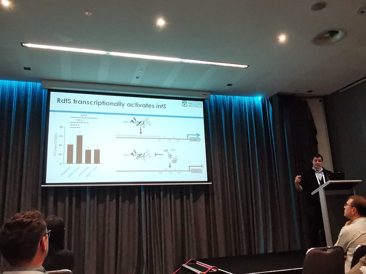 karchuntan's tweet image. Our @theCCDM @CallumVerdonk discusses the multifunctional role of a bacterial excisionase from his PhD👉@DrJoshRamsay lab #2023ASM