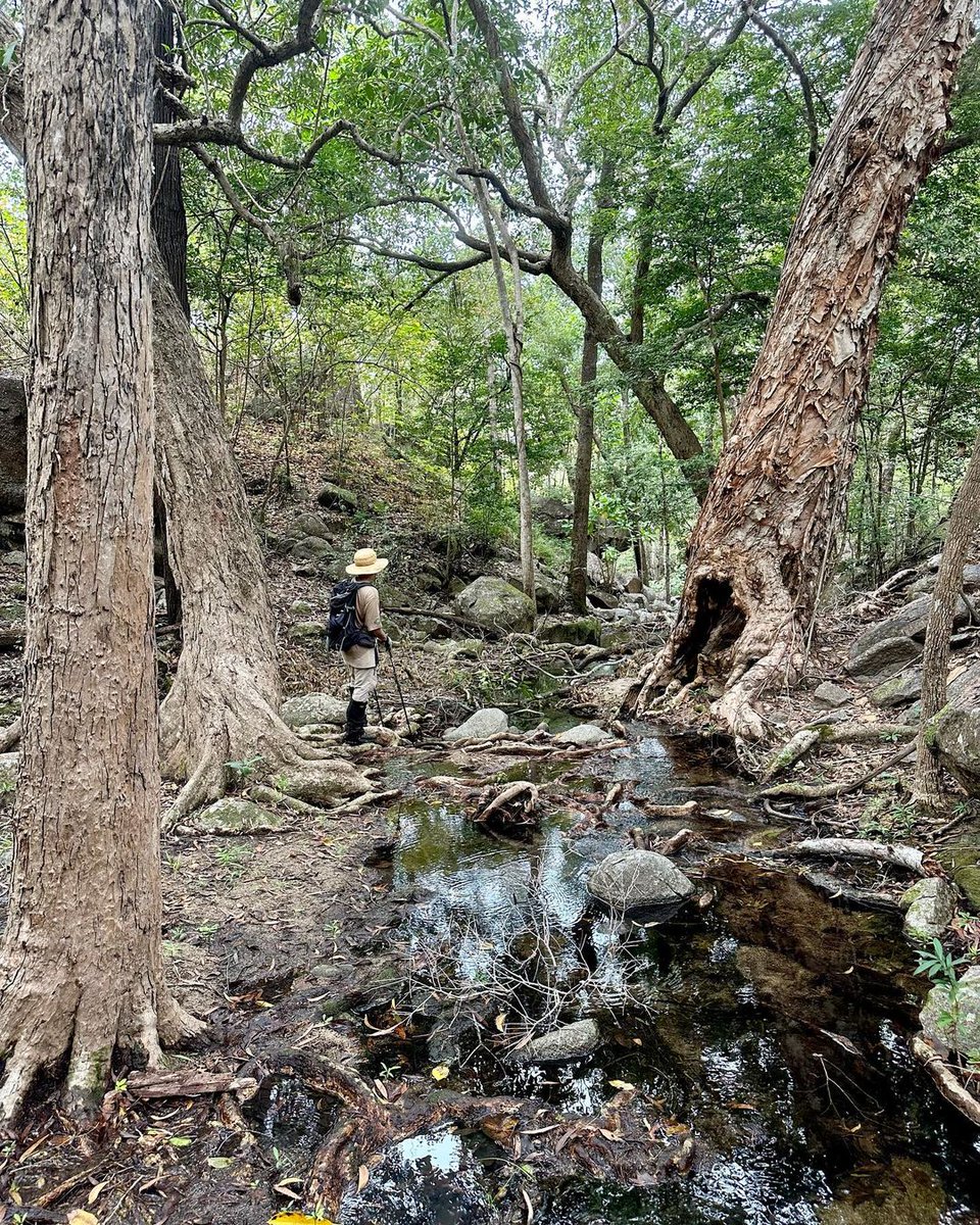 The Normanby River Boulderfields are full of beautiful spring fed streams. This was todays stream as we put out bat recorders and camera traps. Some poor souls will have to suffer this terrible place for a few days when we pull them out.

 #boulderfieldsbioblitz