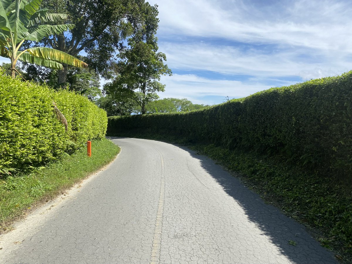 EnriquePenalosa's tweet photo. Los que vemos el Tour de Francia apreciamos cómo no hay setos que impiden la visibilidad del paisaje. Están prohibidos en Europa, porque todos los ciudadanos tienen derecho a ver su país. En Colombia cada vez más carreteras están flanqueadas por paredes verdes, principalmente de swinglea. Eso va a reducir el turismo en regiones como la cafetera o Boyacá. Las autoridades municipales pueden reglamentar eso