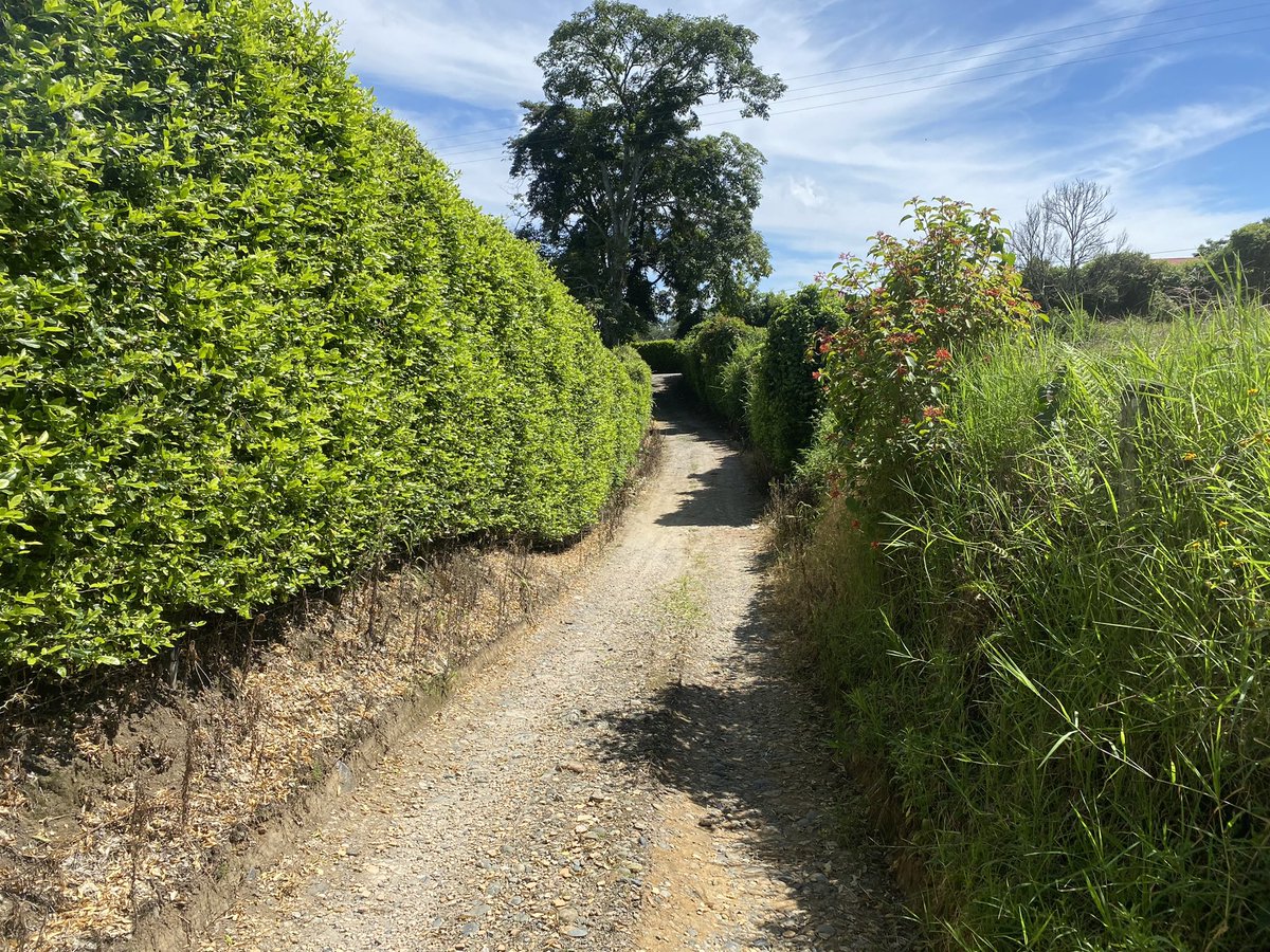 EnriquePenalosa's tweet photo. Los que vemos el Tour de Francia apreciamos cómo no hay setos que impiden la visibilidad del paisaje. Están prohibidos en Europa, porque todos los ciudadanos tienen derecho a ver su país. En Colombia cada vez más carreteras están flanqueadas por paredes verdes, principalmente de swinglea. Eso va a reducir el turismo en regiones como la cafetera o Boyacá. Las autoridades municipales pueden reglamentar eso
