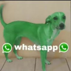 0Raul0Zz's tweet photo. @apaginaseria Whatsapp 🥵 https://t.co/5FIEqQsaHp