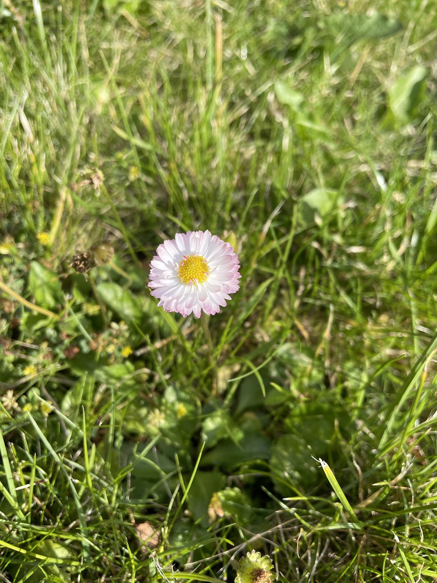 It's the little things: this double-flowered daisy made me inordinately happy 🌼 #StetWalk