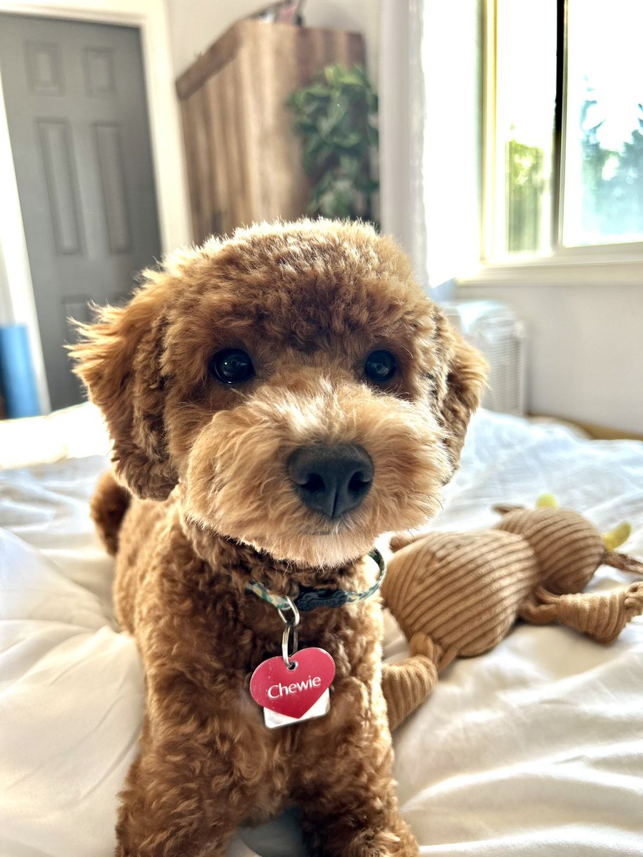 1slandgirlljams's tweet photo. Someone got their first puppy “Do” at the groomers today 🐶💅🏼 https://t.co/GDj3FhnTfK