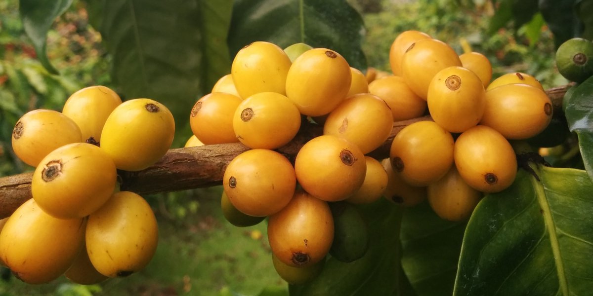 Big Island Coffee tweet media