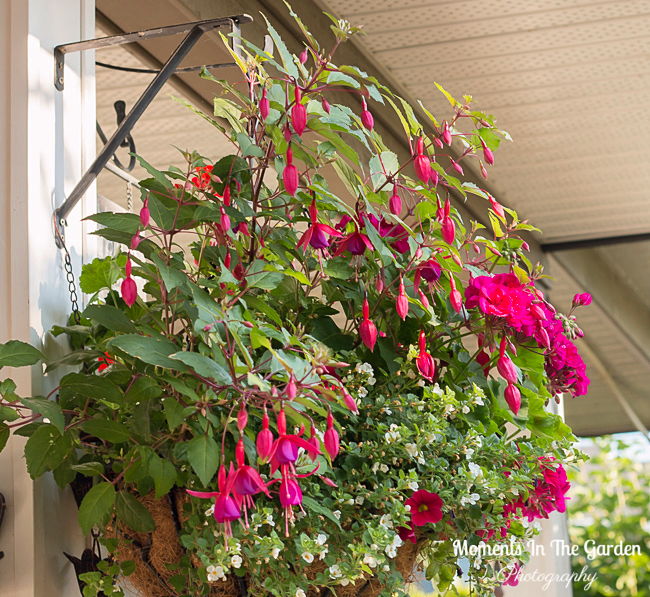 MomentsintheG's tweet photo. Hanging baskets doing well with dappled shade created by my japanese maple tree. #hangingbaskets #dappledshade #hangingbasketplants #summergarden #momentsinthegardenphotography https://t.co/L9TN4Jbz9a