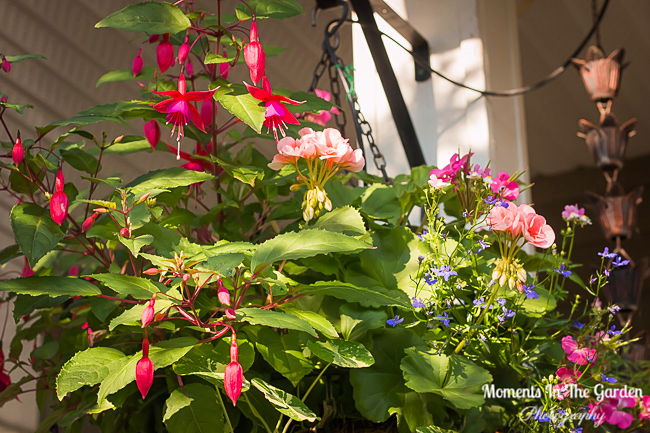 MomentsintheG's tweet photo. Hanging baskets doing well with dappled shade created by my japanese maple tree. #hangingbaskets #dappledshade #hangingbasketplants #summergarden #momentsinthegardenphotography https://t.co/L9TN4Jbz9a