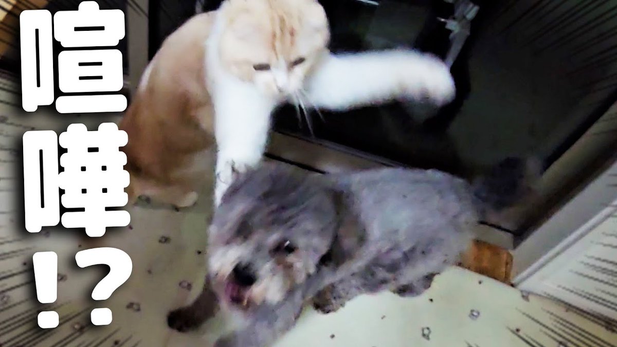 MeowMoeDotCom's tweet image. 深夜に猫と犬の喧嘩が...
 
meowmoe.com/71284/
 
#9ちゃん #Neko #いぬねこ #おもしろい #ぎゅうちゃん #ご飯 #サブ #シベリアンハスキー #じゅんちゃん #スコティッ