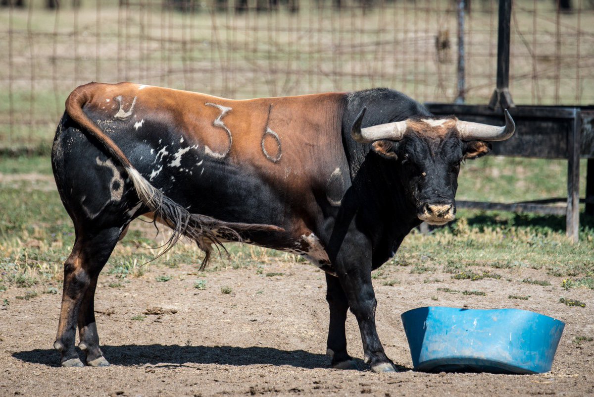 Toros_Teruel's tweet photo. 💛💙 Peñajara de Casta Jijona💛💙

🐂Desencajonada de la corrida de toros del sábado 8 de julio.

🏟️ Plaza Toros Teruel. 5 de julio 2023 a las 19:00h.

@Decastajijona https://t.co/e8hMYrKgiG