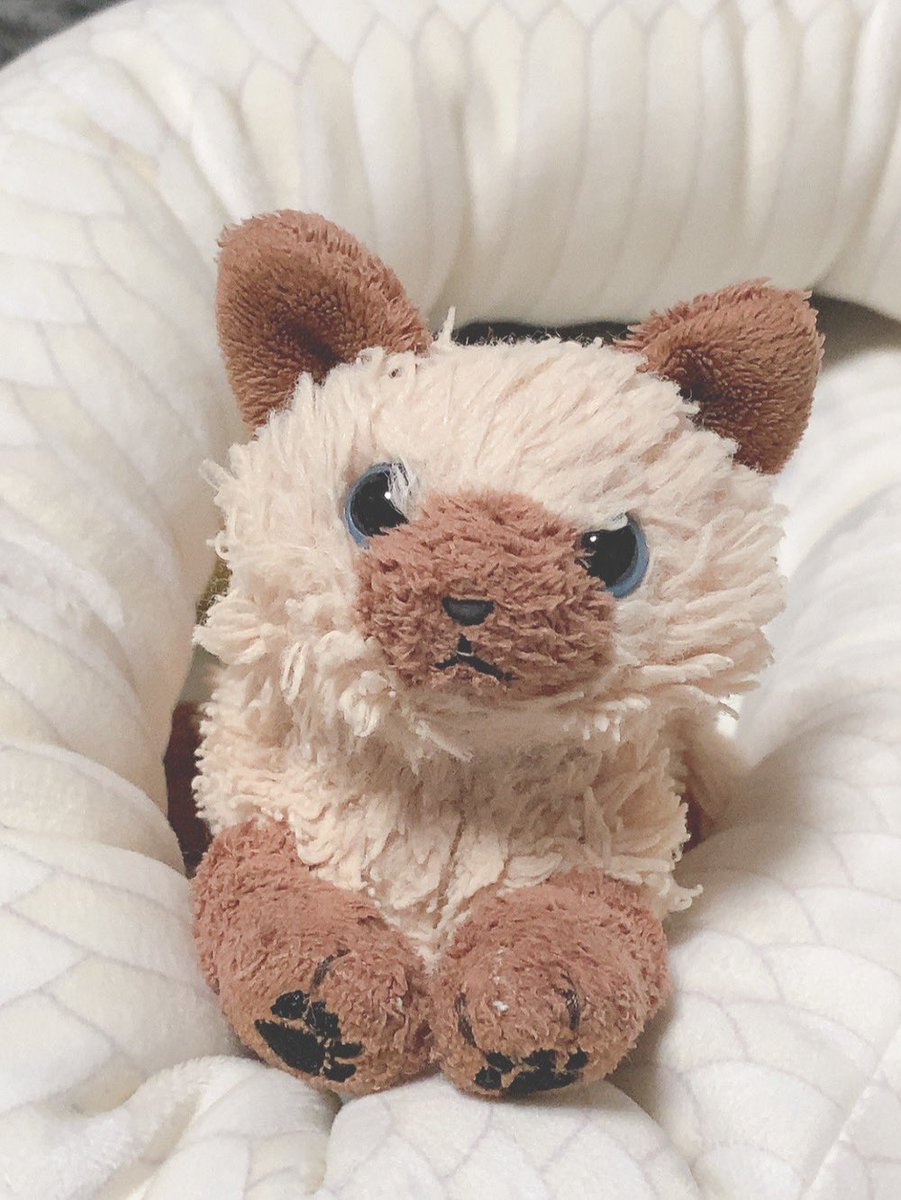 Mokutan_cat's tweet photo. - ̗̀ うちのねこツリー  ̗̀- 

🤎わぐり(わぐ)

2018/12/04に来たちいさなしゃむねこ。おす。
飼い主の彼氏ヅラをしてくる。
に゛ゃーん。 https://t.co/Hrv5wagyJx