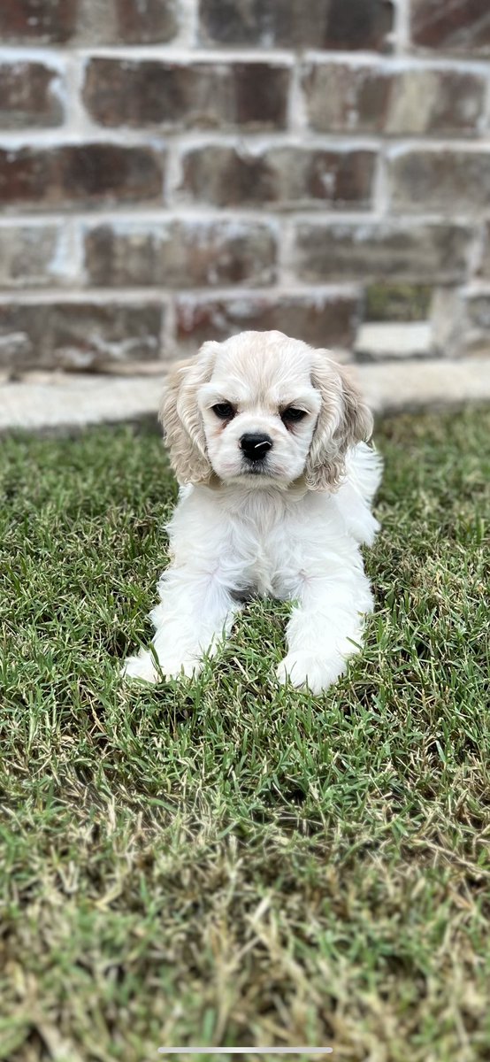 Bailey Moreno tweet media