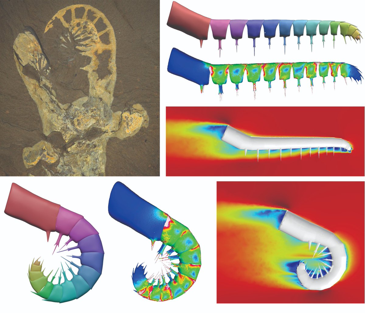 Russell Bicknell (@russellbicknel1) on Twitter photo Casually having <a href="/ScienceMagazine/">Science Magazine</a> cover the work myself, <a href="/VirtualPalaeo/">Imran Rahman</a>, <a href="/cambriancritter/">Allison Daley</a> and many others published in <a href="/royalsociety/">The Royal Society</a> that explored Anomalocaris biology.
Short and long: This Cambrian animal did not eat trilobites.
Mic. Drop.
10.1126/science.adj5609 Casually having <a href="/ScienceMagazine/">Science Magazine</a> cover the work myself, <a href="/VirtualPalaeo/">Imran Rahman</a>, <a href="/cambriancritter/">Allison Daley</a> and many others published in <a href="/royalsociety/">The Royal Society</a> that explored Anomalocaris biology.
Short and long: This Cambrian animal did not eat trilobites.
Mic. Drop.
10.1126/science.adj5609