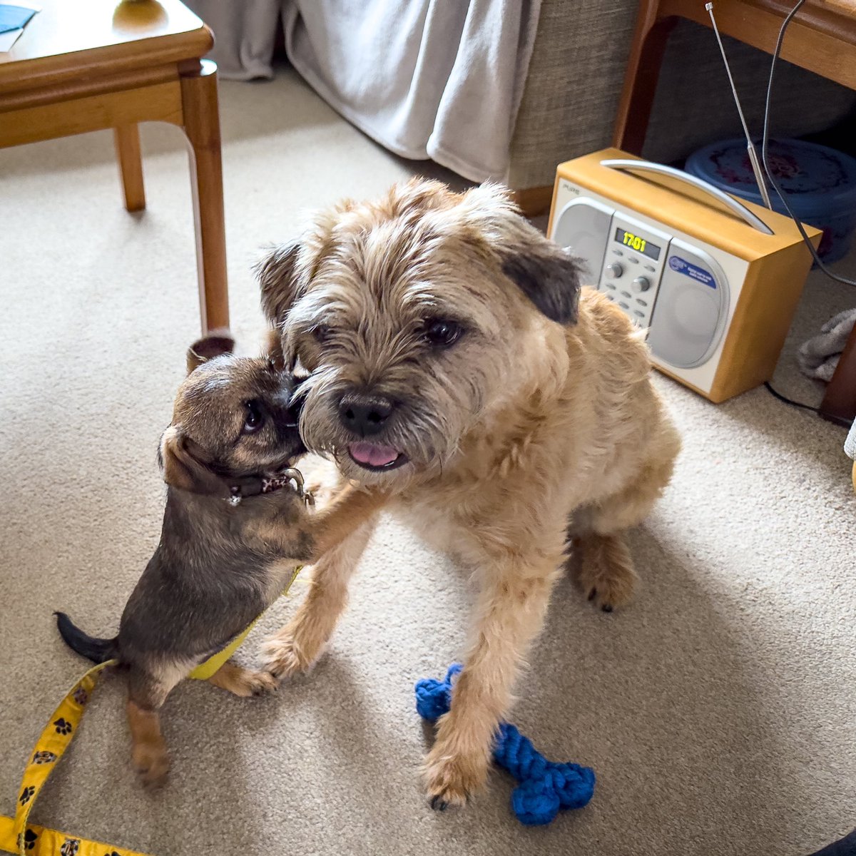 Psssst <a href="/HamishtheBT/">Hamish CBE & Douglas CBE</a>, let’s pretend not to get on, that way we get more treats. 
#BTPosse #dogsoftwitter #dogs #dogsontwitter
