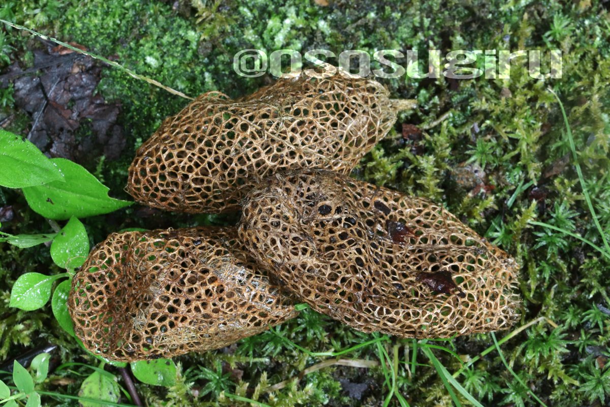 oso 的キノコ擬人化図鑑 on Twitter 