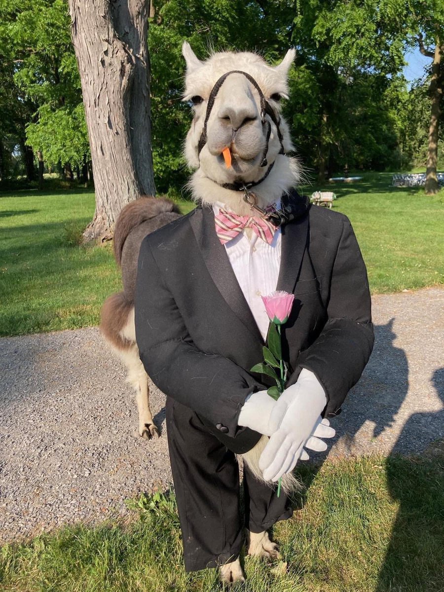 JhonnyWhite69's tweet image. now who tf brought a freaking llama to the wedding 😭😭😭