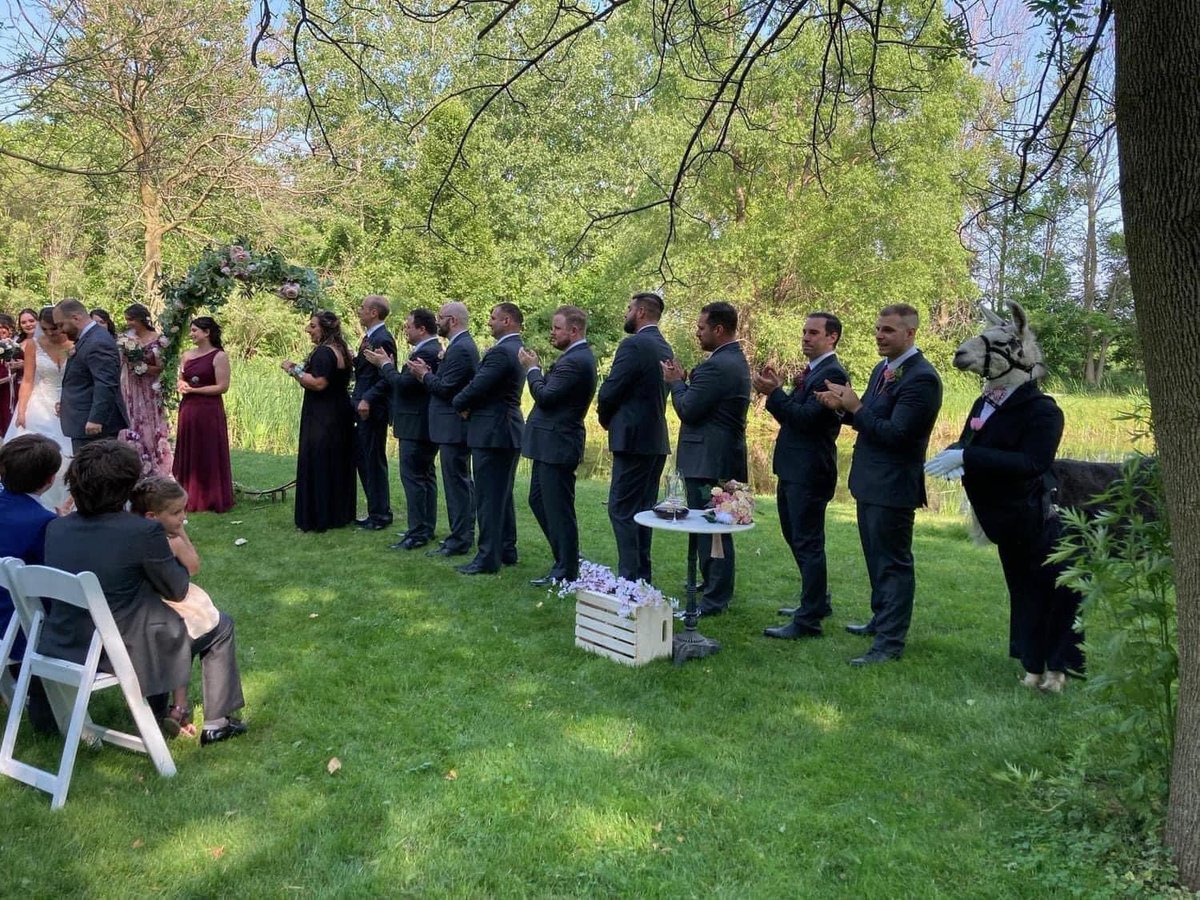 JhonnyWhite69's tweet image. now who tf brought a freaking llama to the wedding 😭😭😭