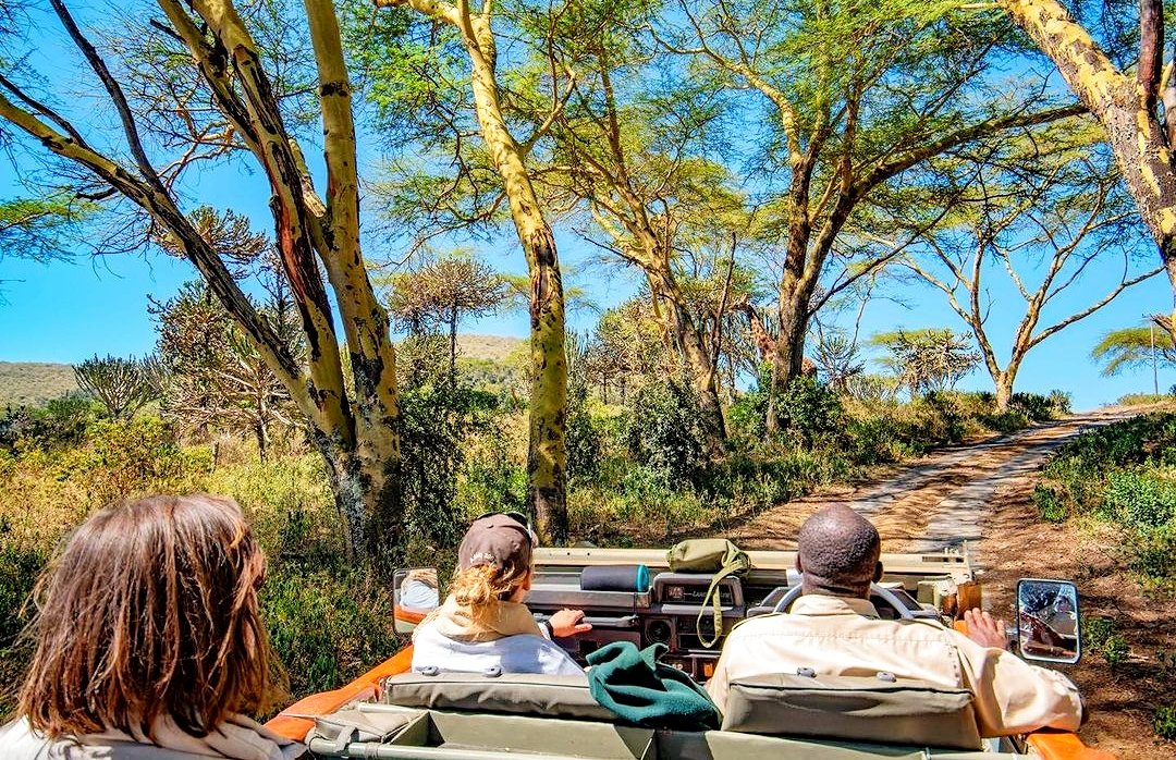 KonnectSafaris's tweet photo. 📌 CHUI LODGE - NAIVASHA

RATES FOR 2 PEOPLE 
》 KSH. 62,914

INCLUSIVE OF;
- 2 Nights Full Board Accommodation 
- Soft Drinks
- Beers
- House wines &amp; spirits 
- Shared Game Drives 
- Oserengoni Sanctuary Fees

Call/WhatsApp 
+254 728 069 762
#Resign
#JaysonOtieono #Odingaism https://t.co/kjFEhZLfBH