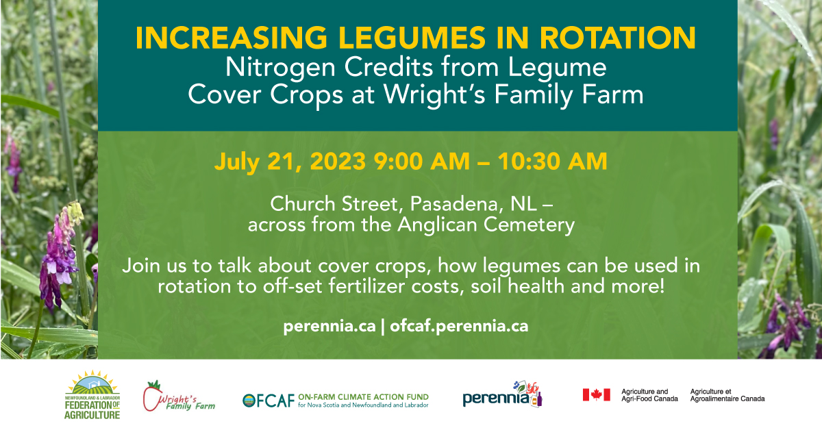 Nodules on legume roots are a sign that the legumes are fixing nitrogen out of the atmosphere. 

Learn about how you can use this to off-set fertilizer costs at our upcoming field day @wrightbees in Pasadena, NL, with @NLFarms: perennia.ca/eventer/increa… #OFCAF_NSNL