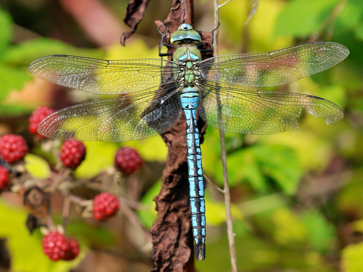 BannauB's tweet photo. Dragonflies can fly up to 23 miles per hour โ but they aren't just fast they can hover like a helicopter, glide, fly backwards and turn on the spot
#DragonflyWeek23
๐ท Emperor Dragonfly - Gareth William Tonks https://t.co/NT5l077FFr
