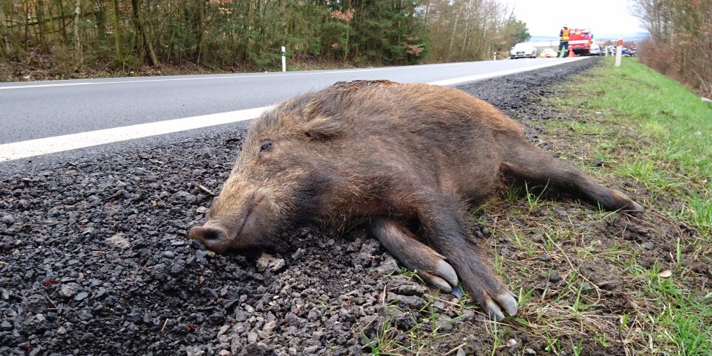 natuerlichjagd tweet media