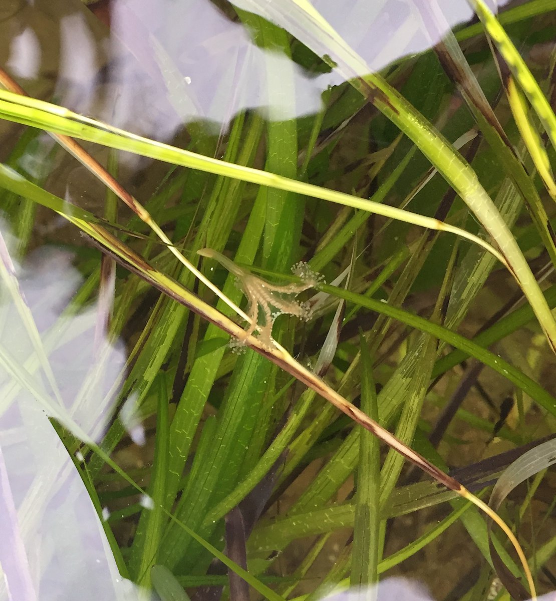 marinarees's tweet photo. Discovery of the week while doing an intertidal survey in the Bembridge MCZ on the Isle of Wight: this lovely stalked jellyfish hanging on to seagrass ✨ https://t.co/tDN7d4VyWF