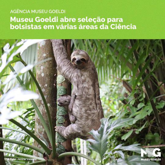 ⚠️ Atenção pesquisadores! Saiu novo edital do Programa de Capacitação Institucional (PCI) do Museu Goeldi, que oferece 21 vagas para bolsas de pesquisa e desenvolvimento tecnológico em diferentes áreas do conhecimento 👇
bit.ly/3PFnuep