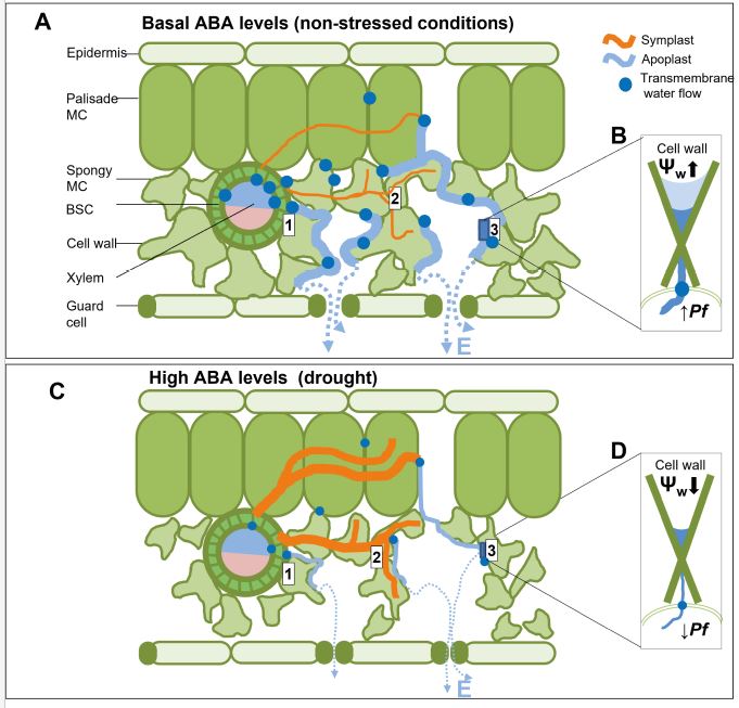 Leaf hydraulic maze: Abscisic acid effects on bundle-sheath, palisade, and spongy mesophyll conductance (Adi Yaaran, Eyal Erez, Carl Procko, Menachem Moshelion) doi.org/10.1093/plphys… <a href="/ASPB/">ASPB</a> #PlantSci