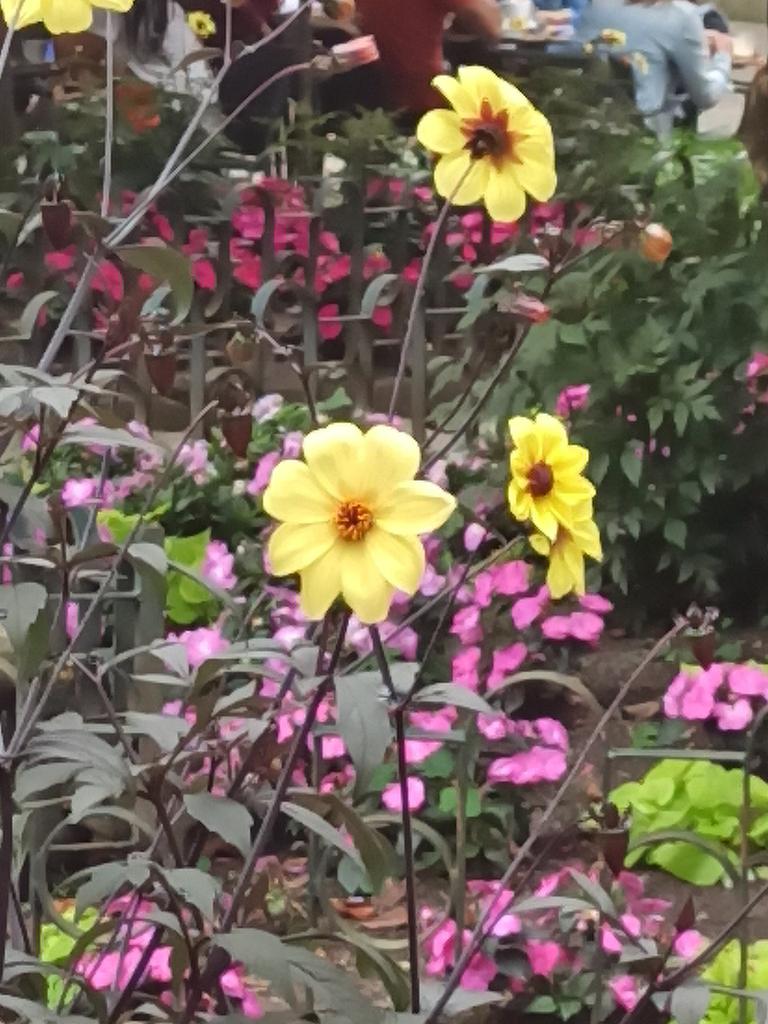 noa_pache's tweet photo. si piso esta flor se moverá de sitio? https://t.co/JpsjBQhHiY