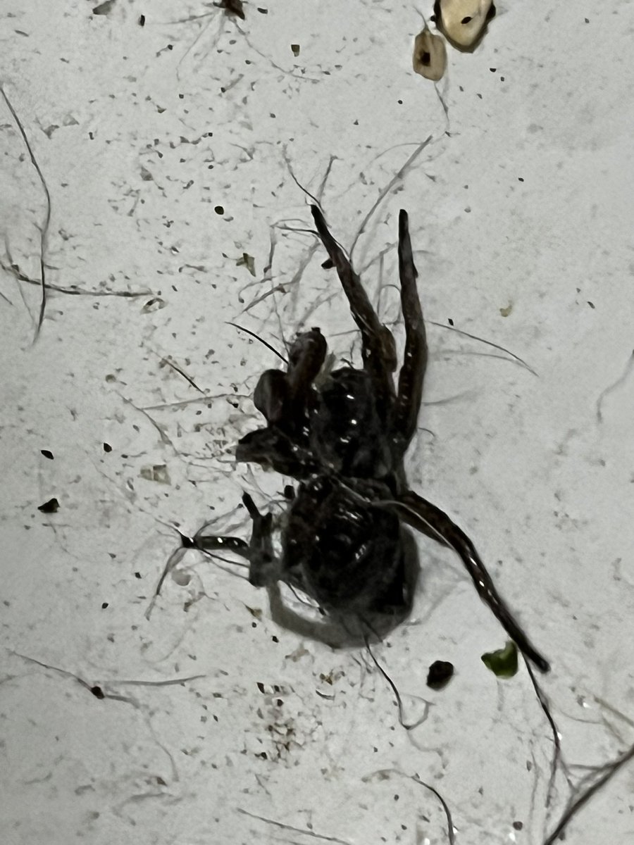 Pressive tweet media