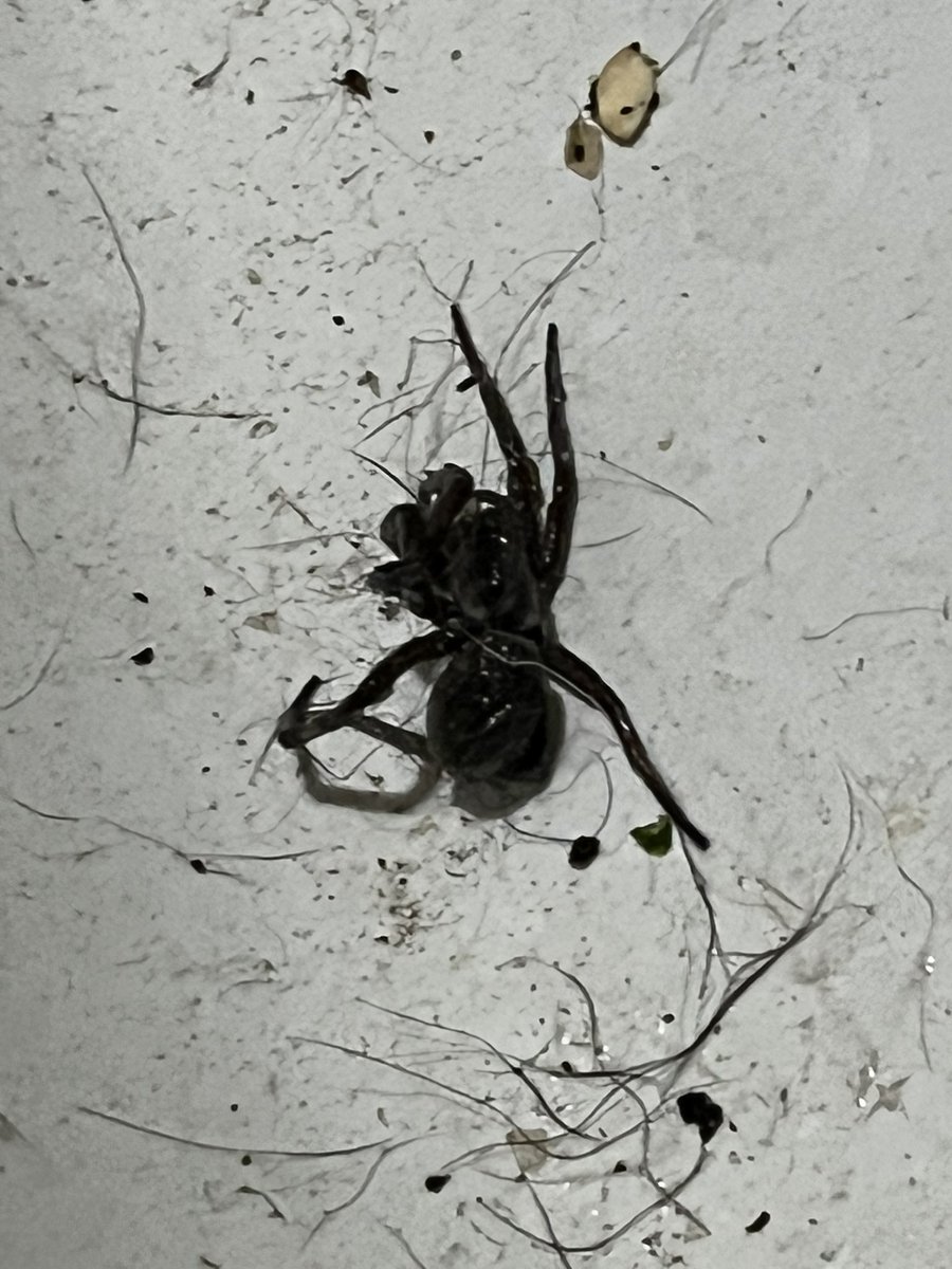 Pressive tweet media