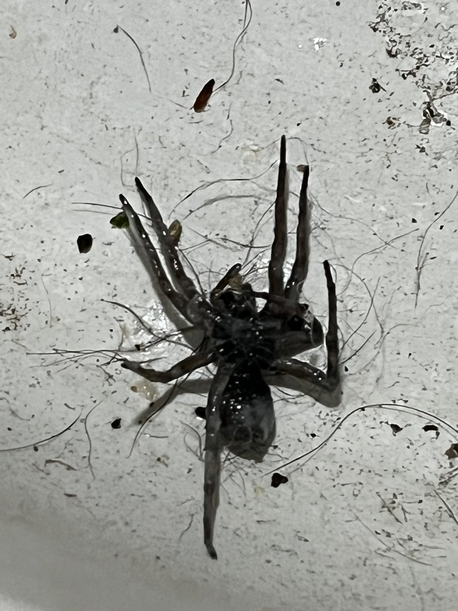 Pressive tweet media