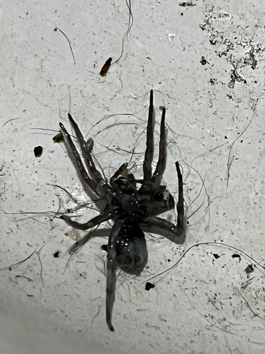 Pressive tweet media