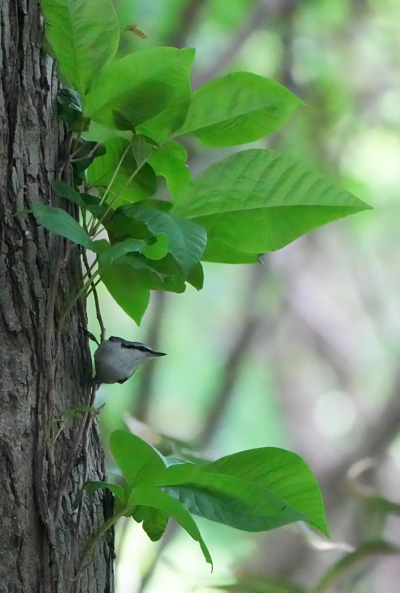 逆さまではないですが、父撮影の木に垂直なゴジュウカラです！ https://t.co/SS13Opu44K
