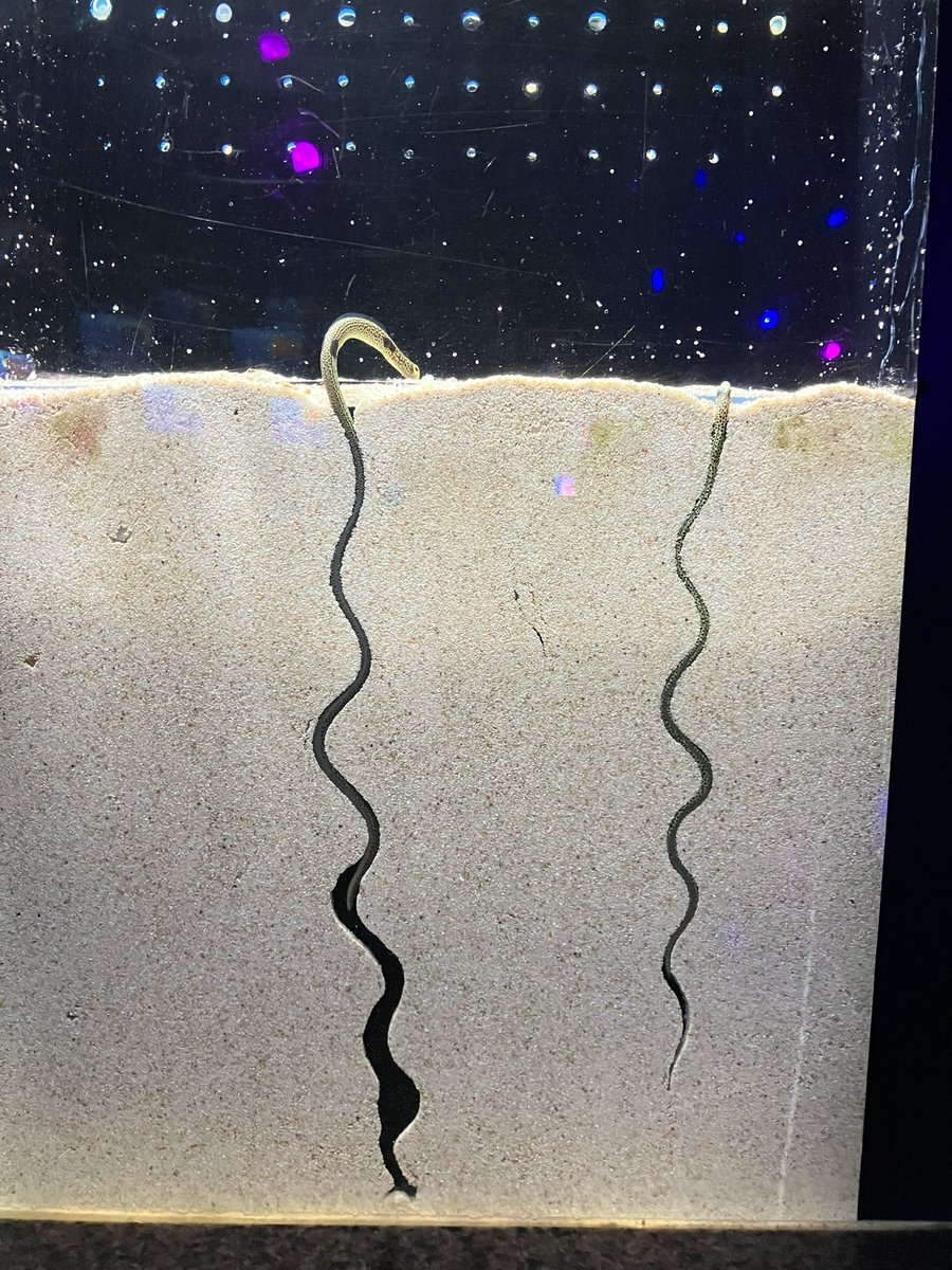 1枚目…チンアナゴさん(東京都在住)
2枚目…チンアナゴさん(静岡市在住)
3枚目…チンアナゴさん(沼津市在住)
4枚目…ちんあなごさん(京都府在住) https://t.co/t0qq6n1gm9