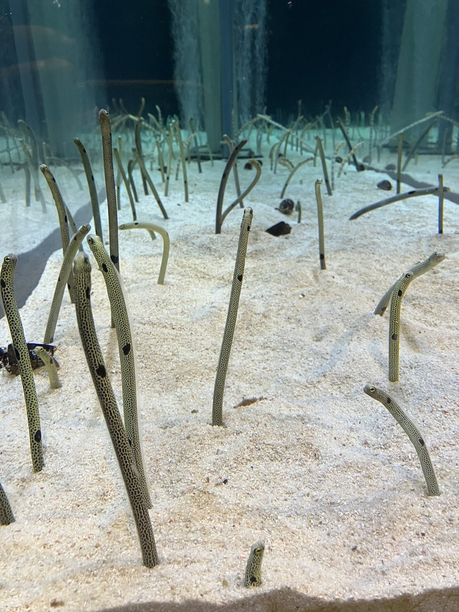 1枚目…チンアナゴさん(東京都在住)
2枚目…チンアナゴさん(静岡市在住)
3枚目…チンアナゴさん(沼津市在住)
4枚目…ちんあなごさん(京都府在住) https://t.co/t0qq6n1gm9