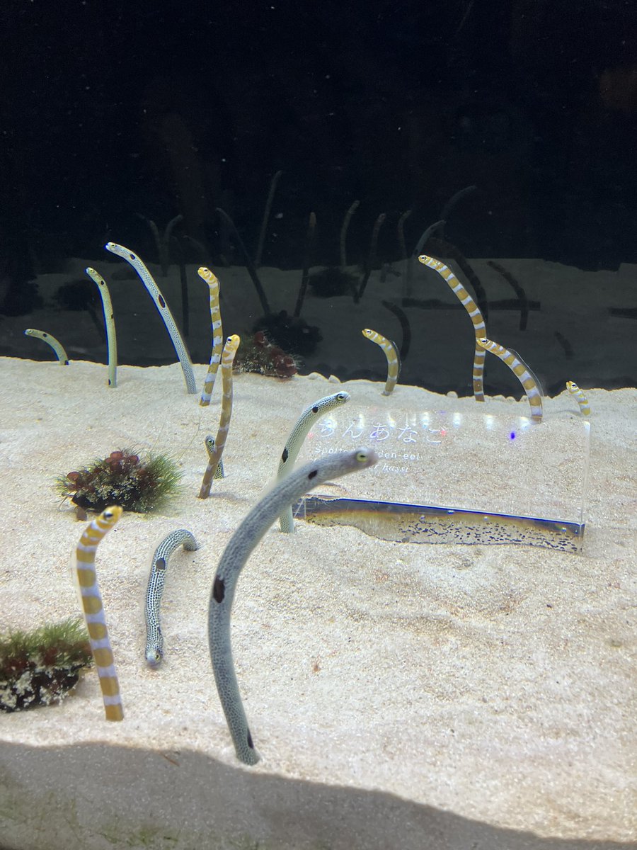 1枚目…チンアナゴさん(東京都在住)
2枚目…チンアナゴさん(静岡市在住)
3枚目…チンアナゴさん(沼津市在住)
4枚目…ちんあなごさん(京都府在住) https://t.co/t0qq6n1gm9