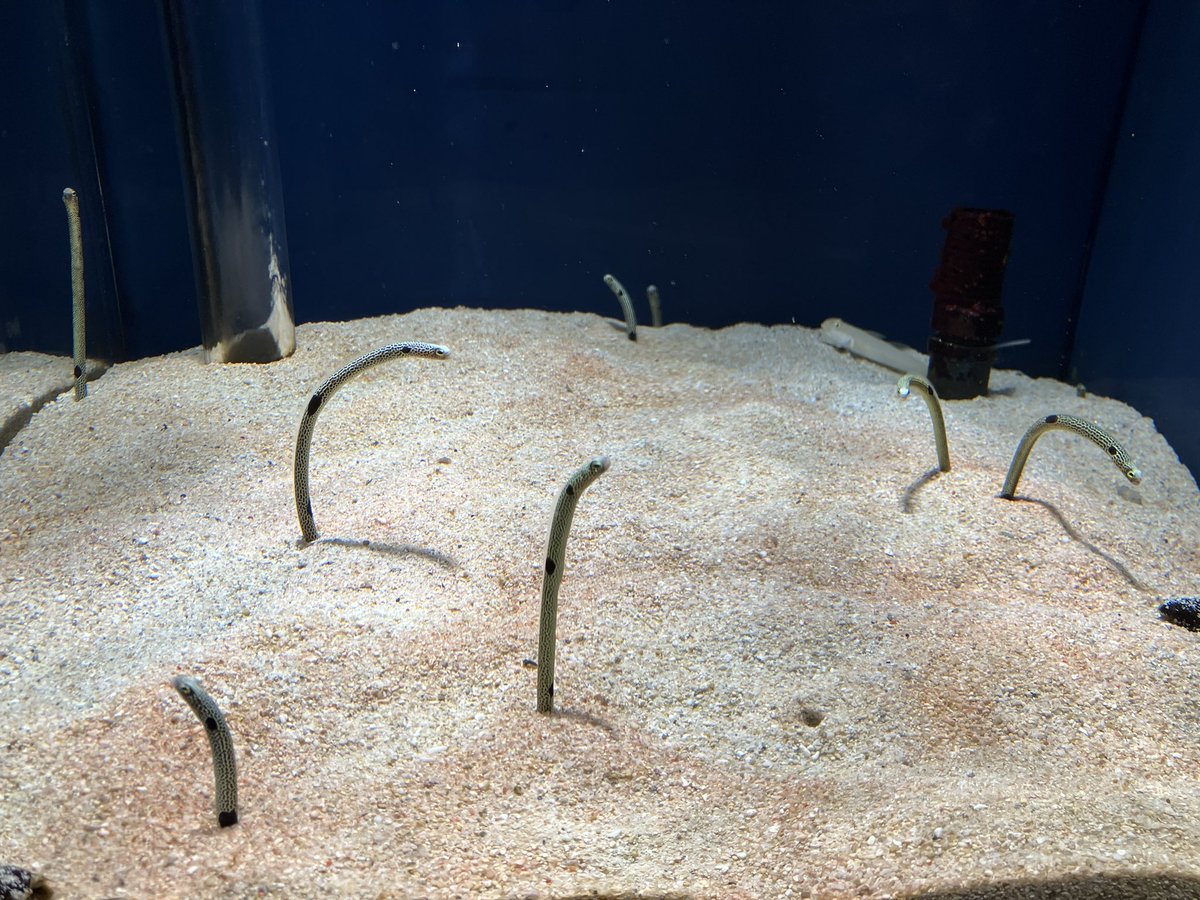 1枚目…チンアナゴさん(東京都在住)
2枚目…チンアナゴさん(静岡市在住)
3枚目…チンアナゴさん(沼津市在住)
4枚目…ちんあなごさん(京都府在住) https://t.co/t0qq6n1gm9